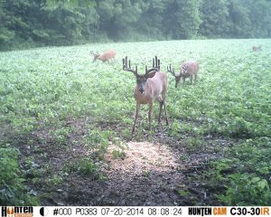 trail cam - whitetail in Kansas